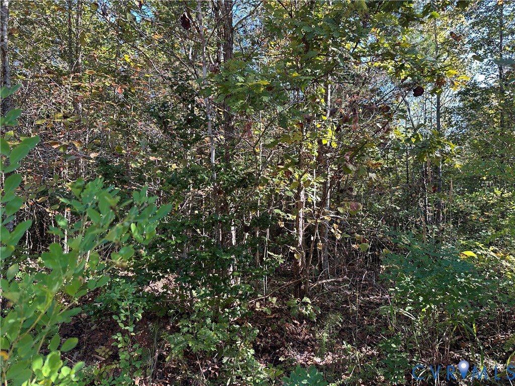 438 Mountain Top Road New Canton, VA 23123 - Photo 7 of 21 a view of a tree