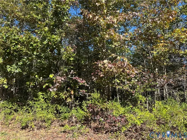 a view of a tree with a tree