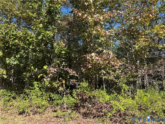 a view of a tree with a tree