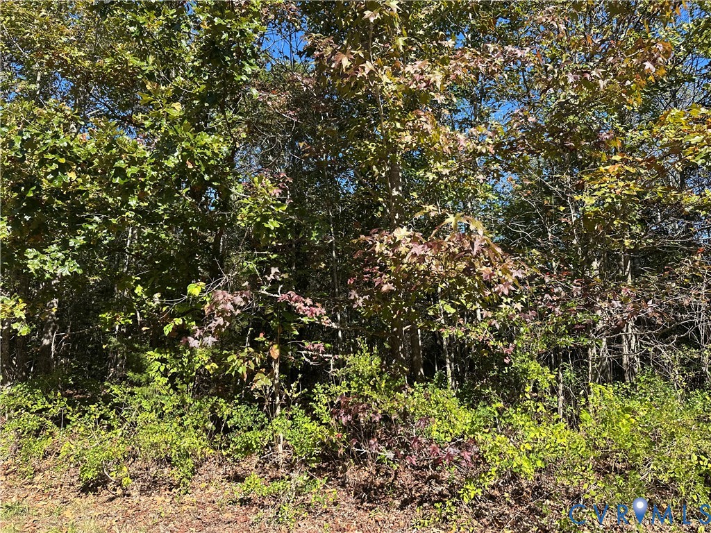 438 Mountain Top Road New Canton, VA 23123 - Photo 8 of 21 a view of a tree