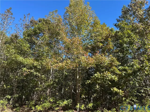 a view of a tree with a tree