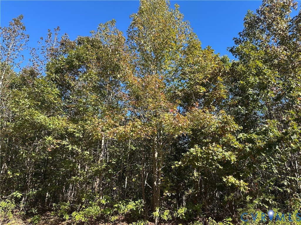 438 Mountain Top Road New Canton, VA 23123 - Photo 9 of 21 a view of a tree with a tree