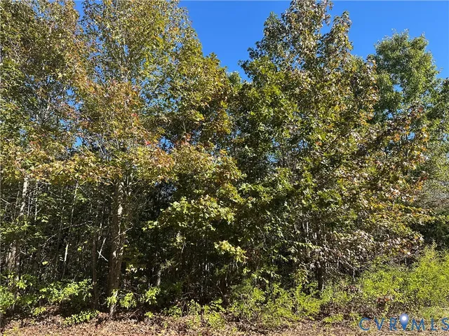 a view of a tree in a yard