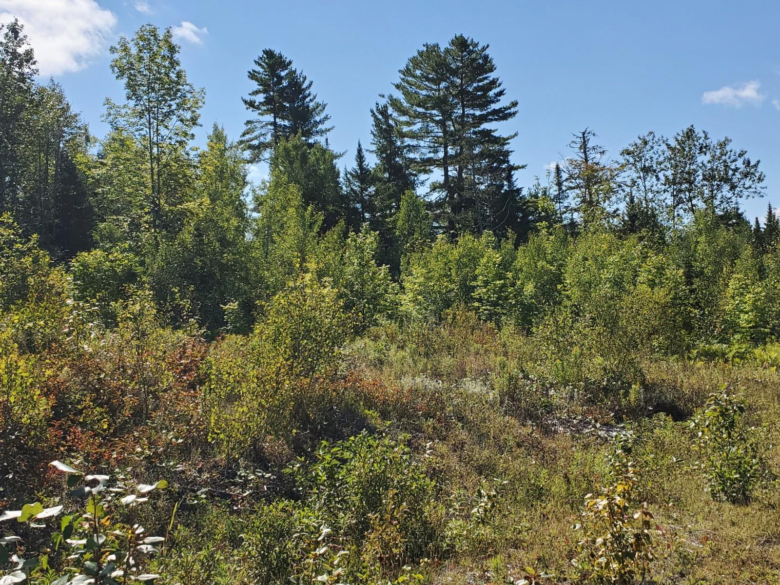 68 Sterling Ridge Road Ashland, ME 04732 - Photo 10 of 12 20200901_103329