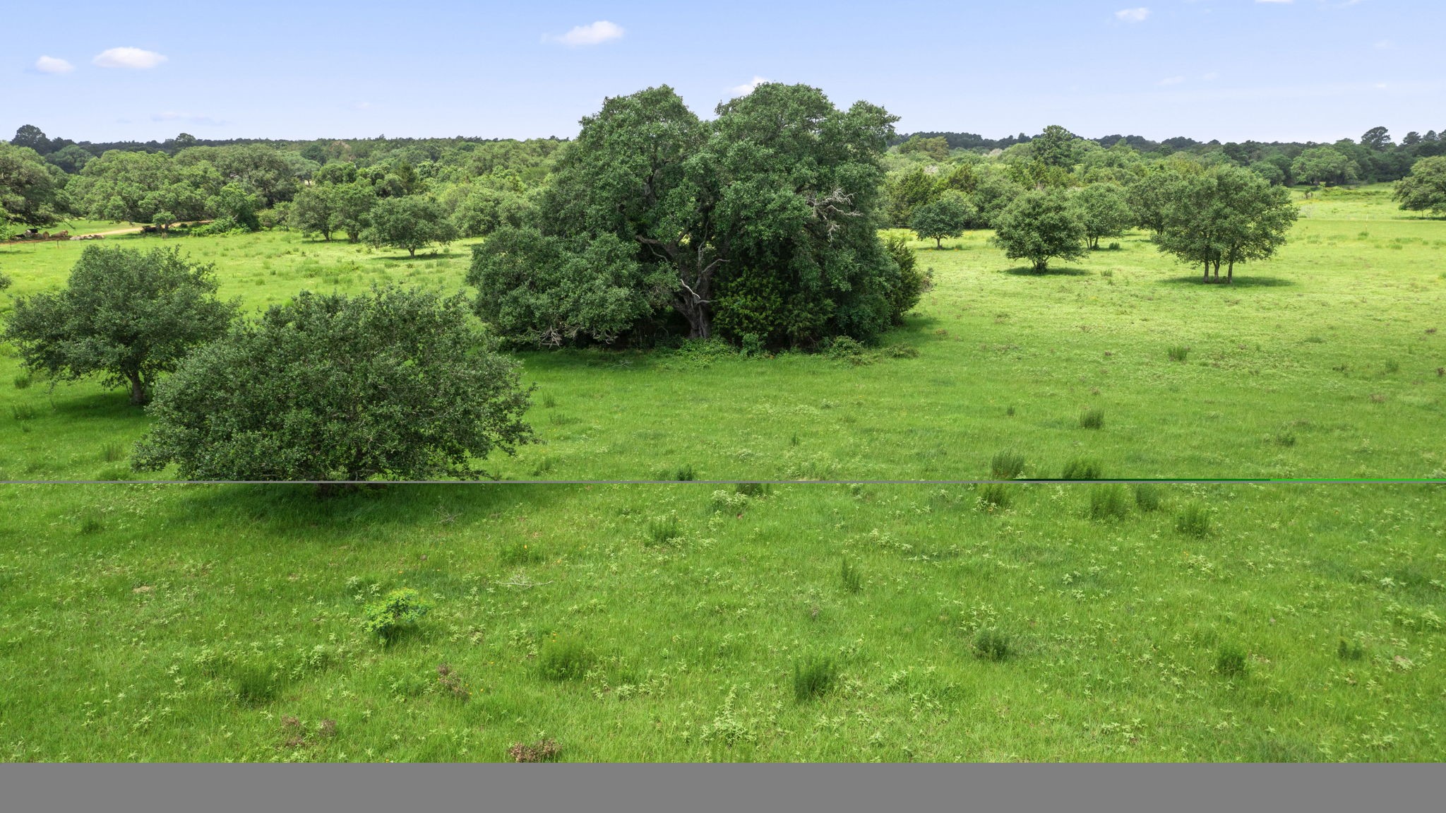 1017 New Ulm Road Cat Spring, TX 78933 - Photo 6 of 8 a view of a lush green space