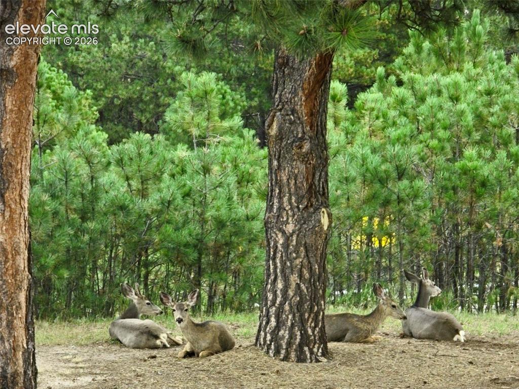 12855 Murphy Road Elbert, CO 80106 - Photo 50 of 50 a view of a trees and a tree