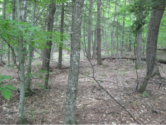 0 Off Mayer Road Newfane, VT 05345 - Photo 1 of 1 Gallery Image 1