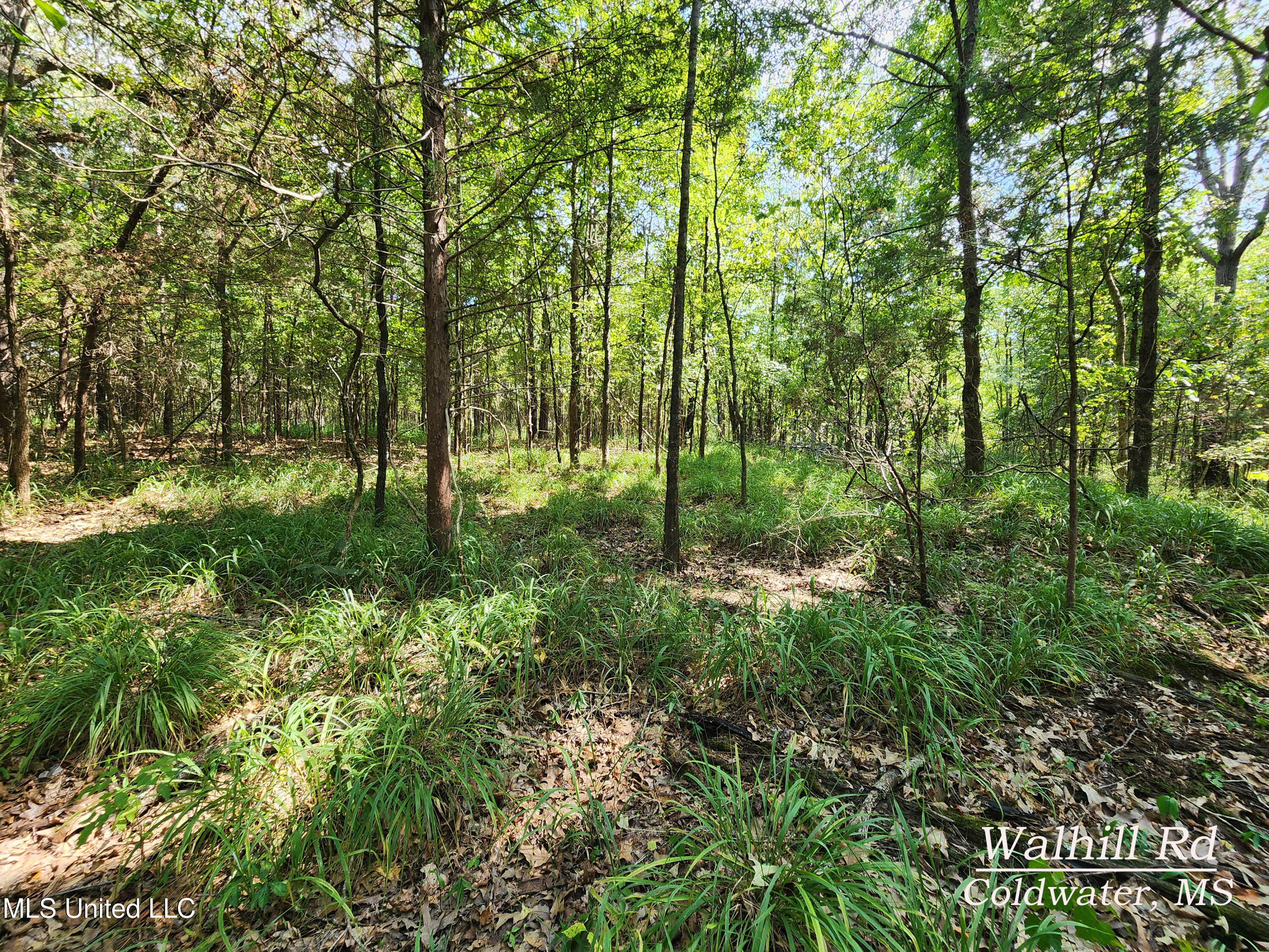 Walhill Road Coldwater, MS 38618 - Photo 1 of 14 20250817_145058 copy