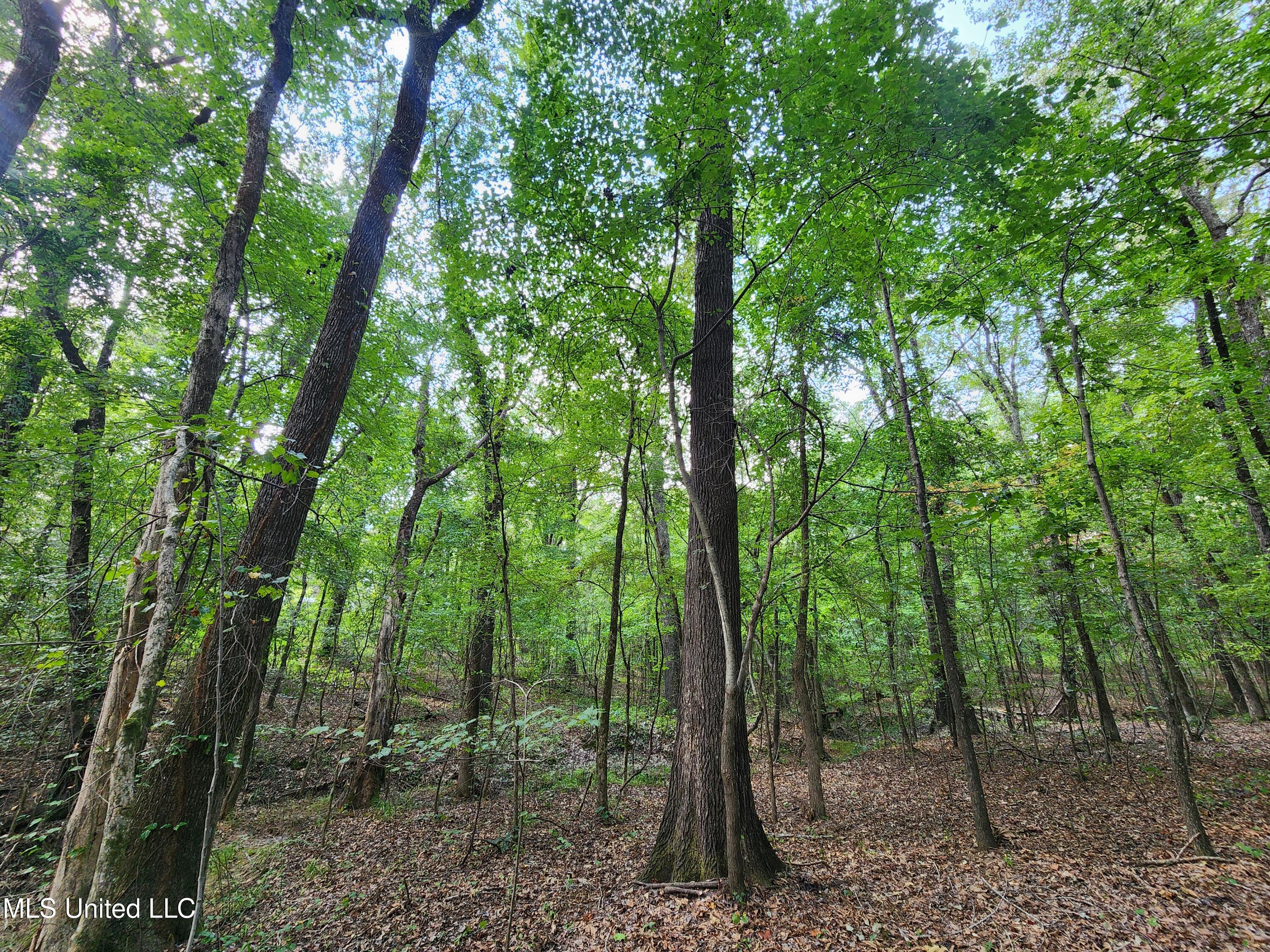 Walhill Road Coldwater, MS 38618 - Photo 11 of 14 20250817_145534