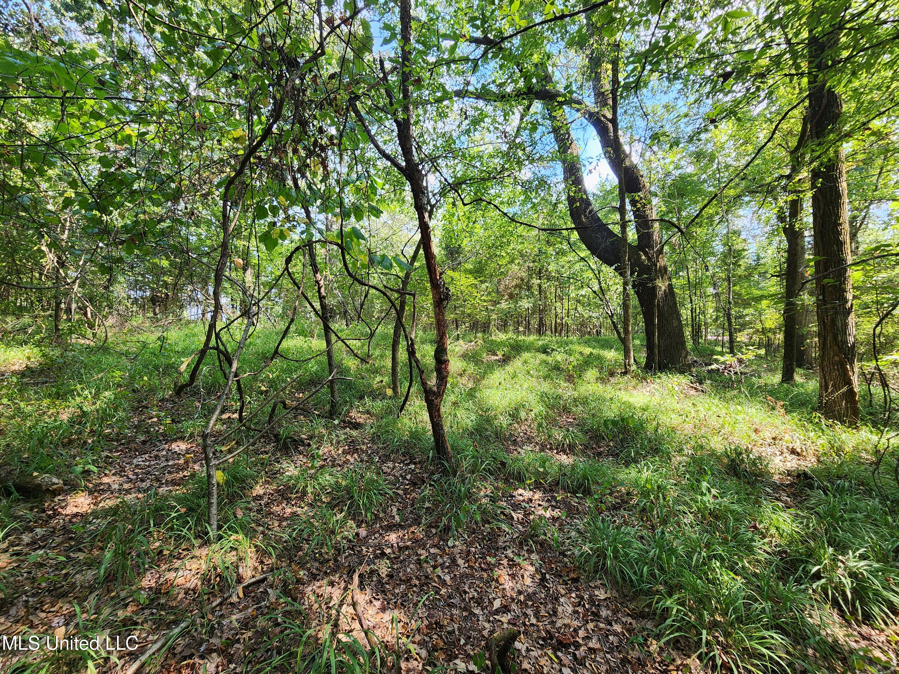 Walhill Road Coldwater, MS 38618 - Photo 5 of 14 20250817_145151