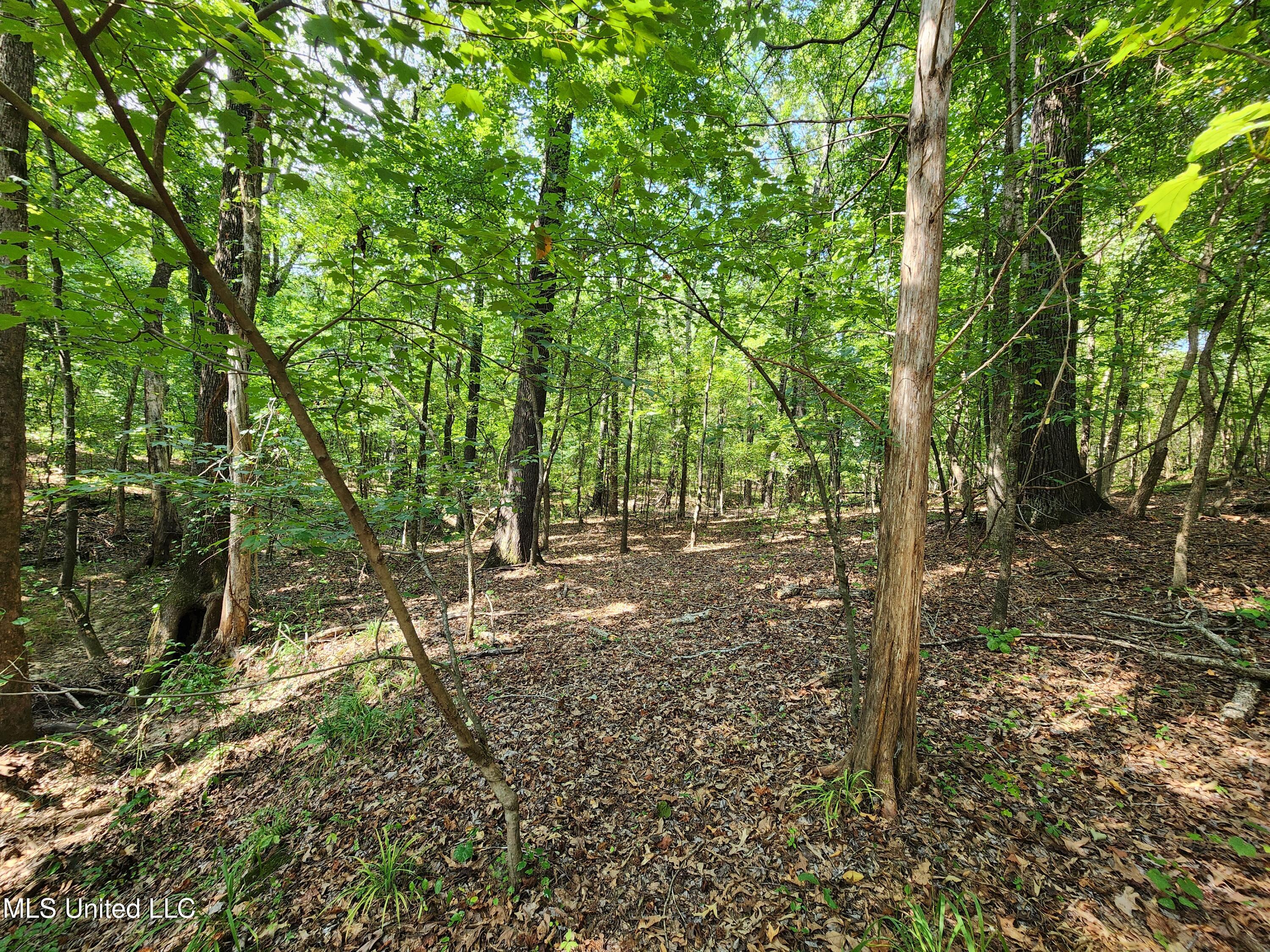 Walhill Road Coldwater, MS 38618 - Photo 6 of 14 20250817_145229