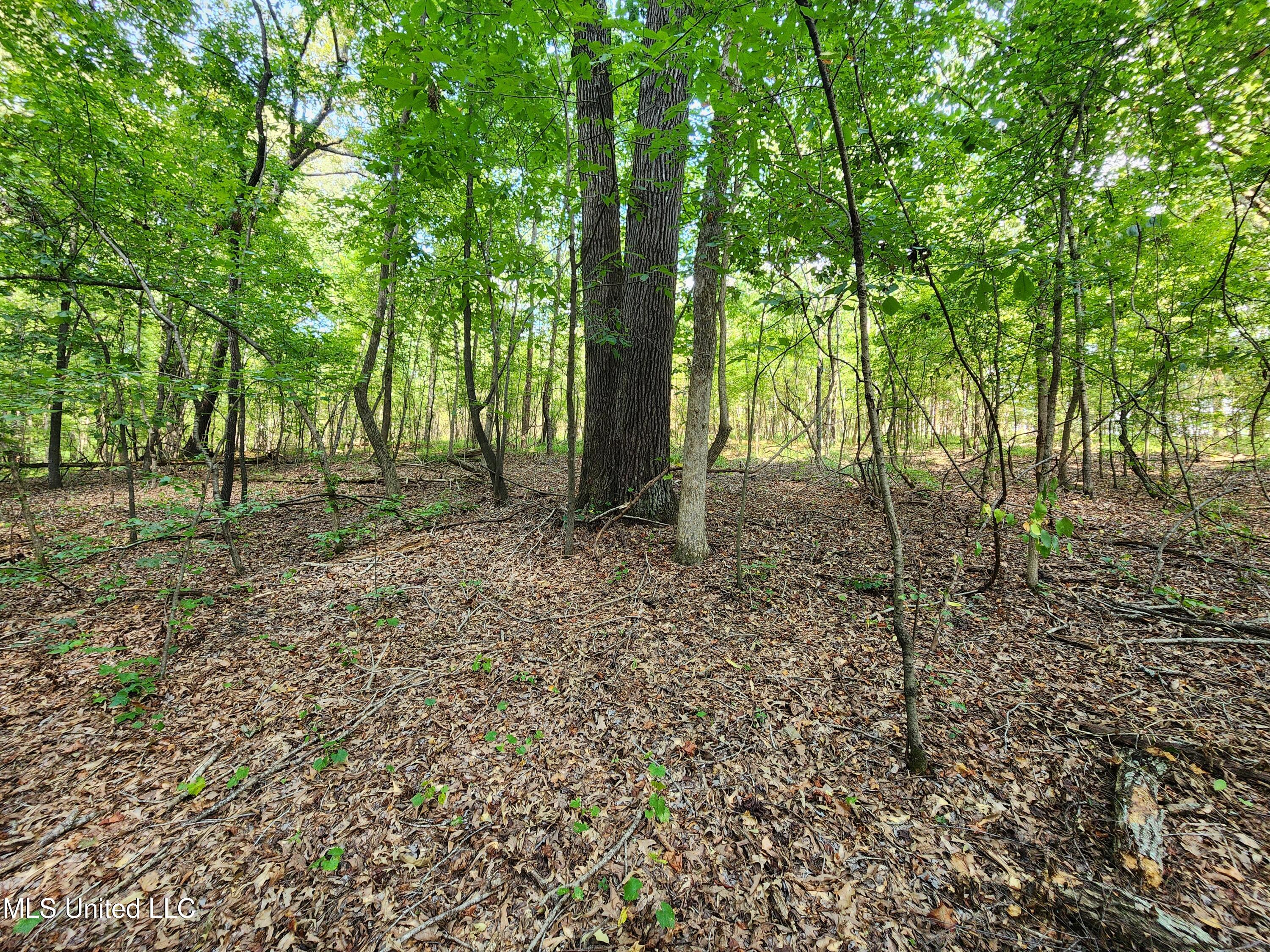 Walhill Road Coldwater, MS 38618 - Photo 8 of 14 20250817_145306