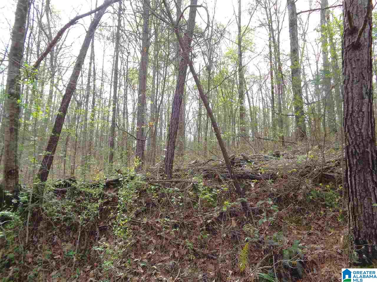 435 Williams Road Jasper, AL 35503 - Photo 32 of 34