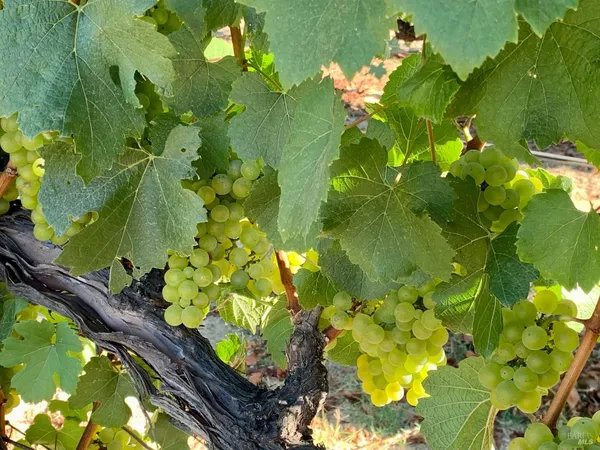 $1,995,000 | 4605 Gravenstein Highway North, Sebastopol, CA 95472