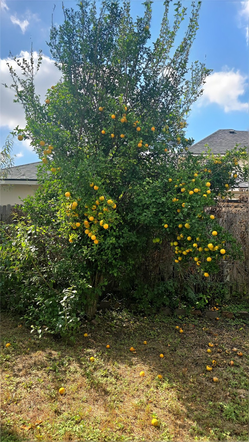 3418 Sapling Oak Drive Houston, TX 77082 - Photo 21 of 22 a view of a yard