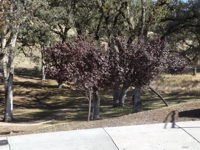 a view of a yard with large trees