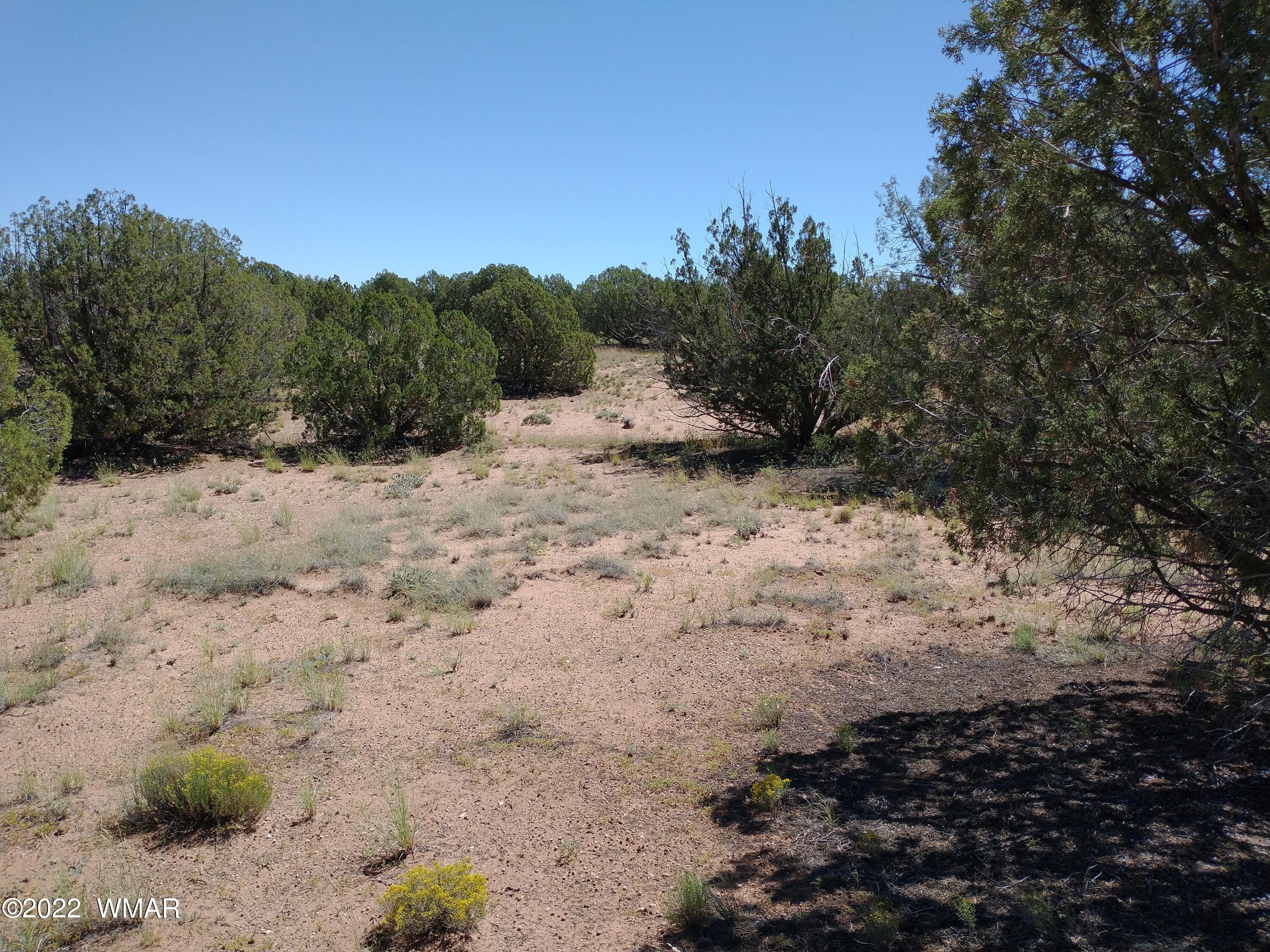 4505 Indian Bend Road Snowflake, AZ 85937 - Photo 3 of 14 a view of a dry yard with trees