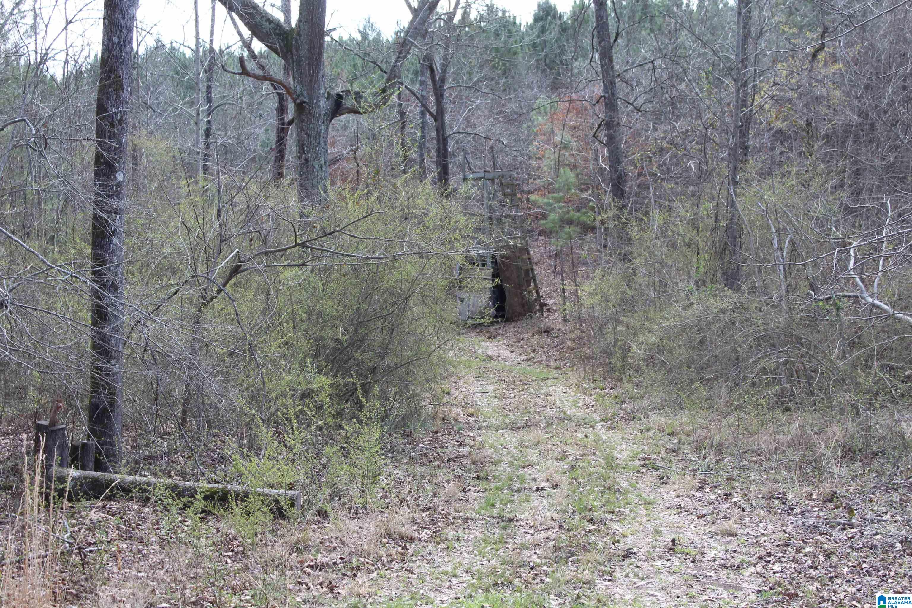 518 County Road, Unit 33 859ACRES Woodland, AL 36280 - Photo 6 of 32