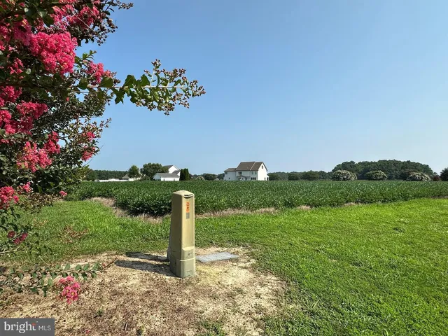 a view of a garden with a tree in front of it