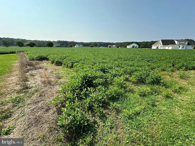 a view of a green field with plants and trees