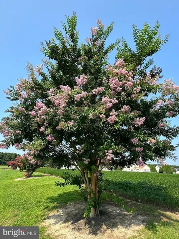 a view of a tree with a yard