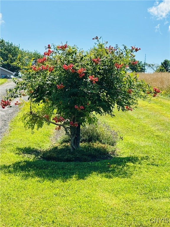3228 Zelsnack Road Marathon, NY 13803 - Photo 43 of 50 Flowering tree, you should see the gardens & lands