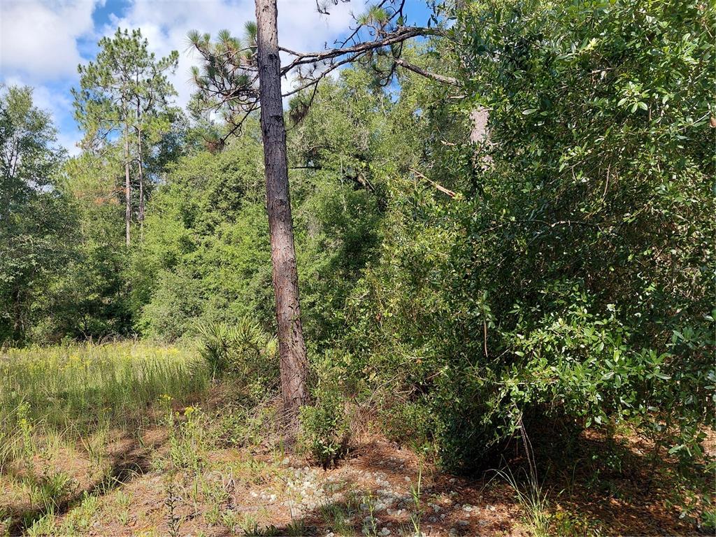 Pinon Drive Webster, FL 33597 - Photo 13 of 19