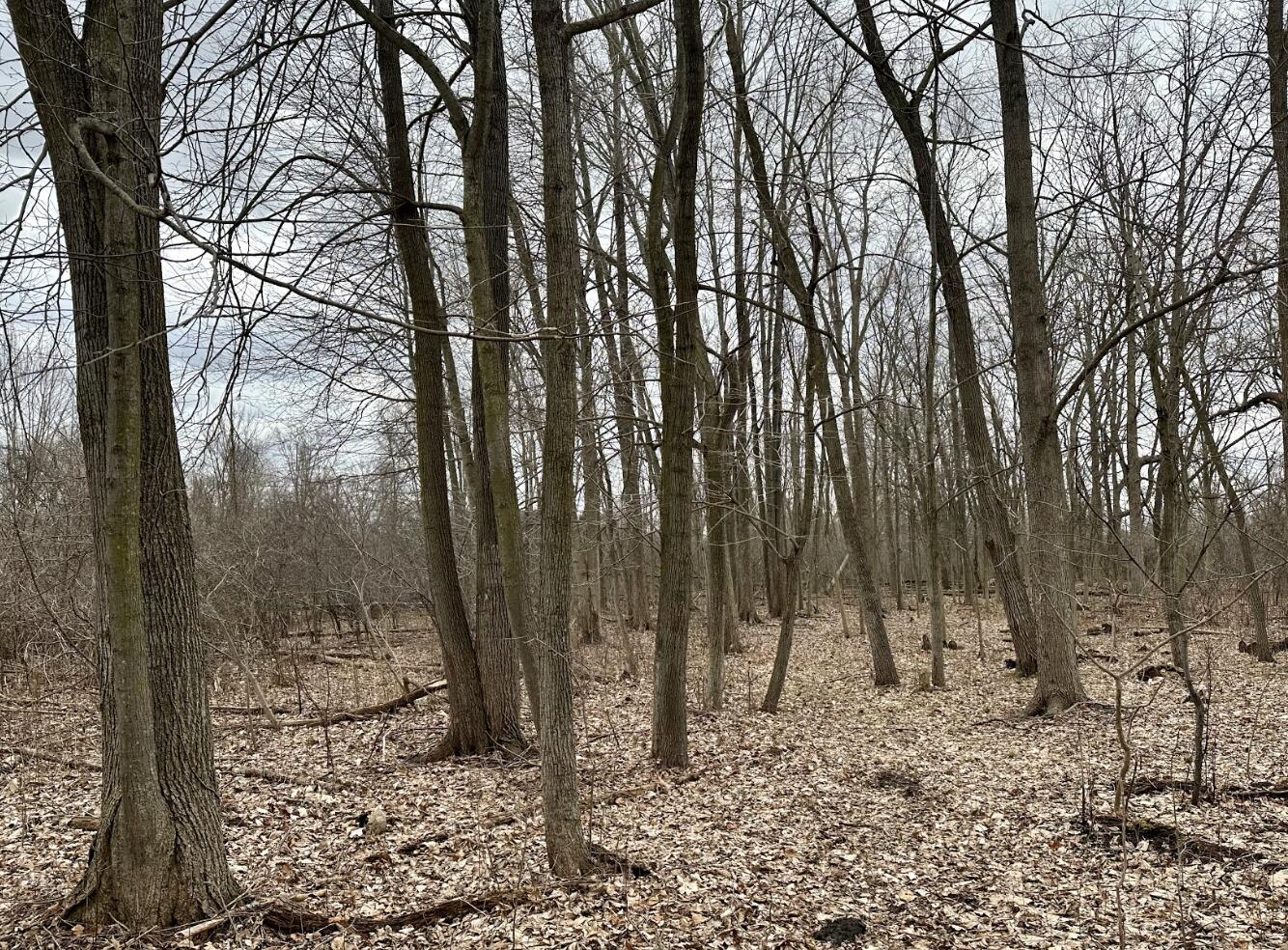 5974 Layton Road Fowlerville, MI 48836 - Photo 50 of 52 Screenshot 2023-02-24 at 10.05.22 AM