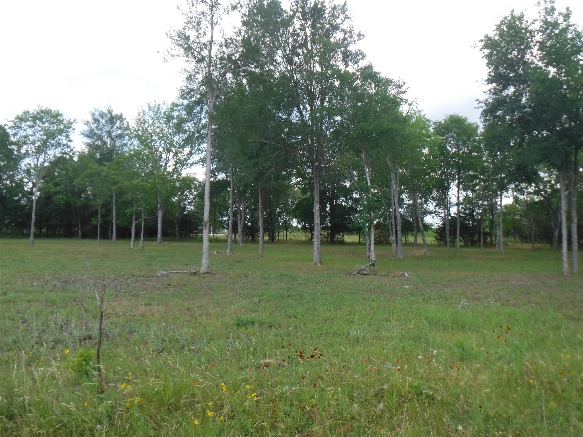 104 Riverside Drive Bastrop, TX 78602 - Photo 11 of 28 a view of a tree in a field