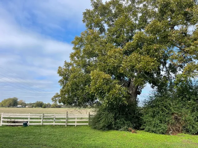 a view of a grassy field with an trees