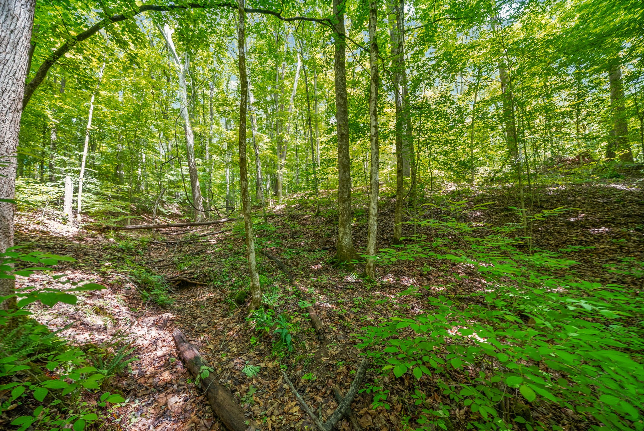 1 Budds Creek Road Palmyra, TN 37142 - Photo 46 of 76 a view of a garden