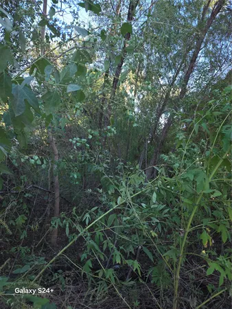 a view of a forest with lots of trees