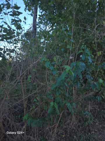 a view of a forest with a tree