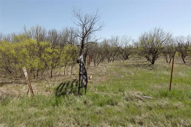 a view of yard with large trees and plants