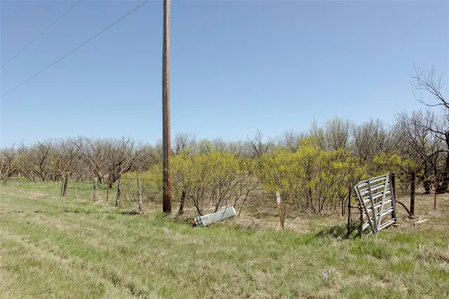 a view of a field with a tree
