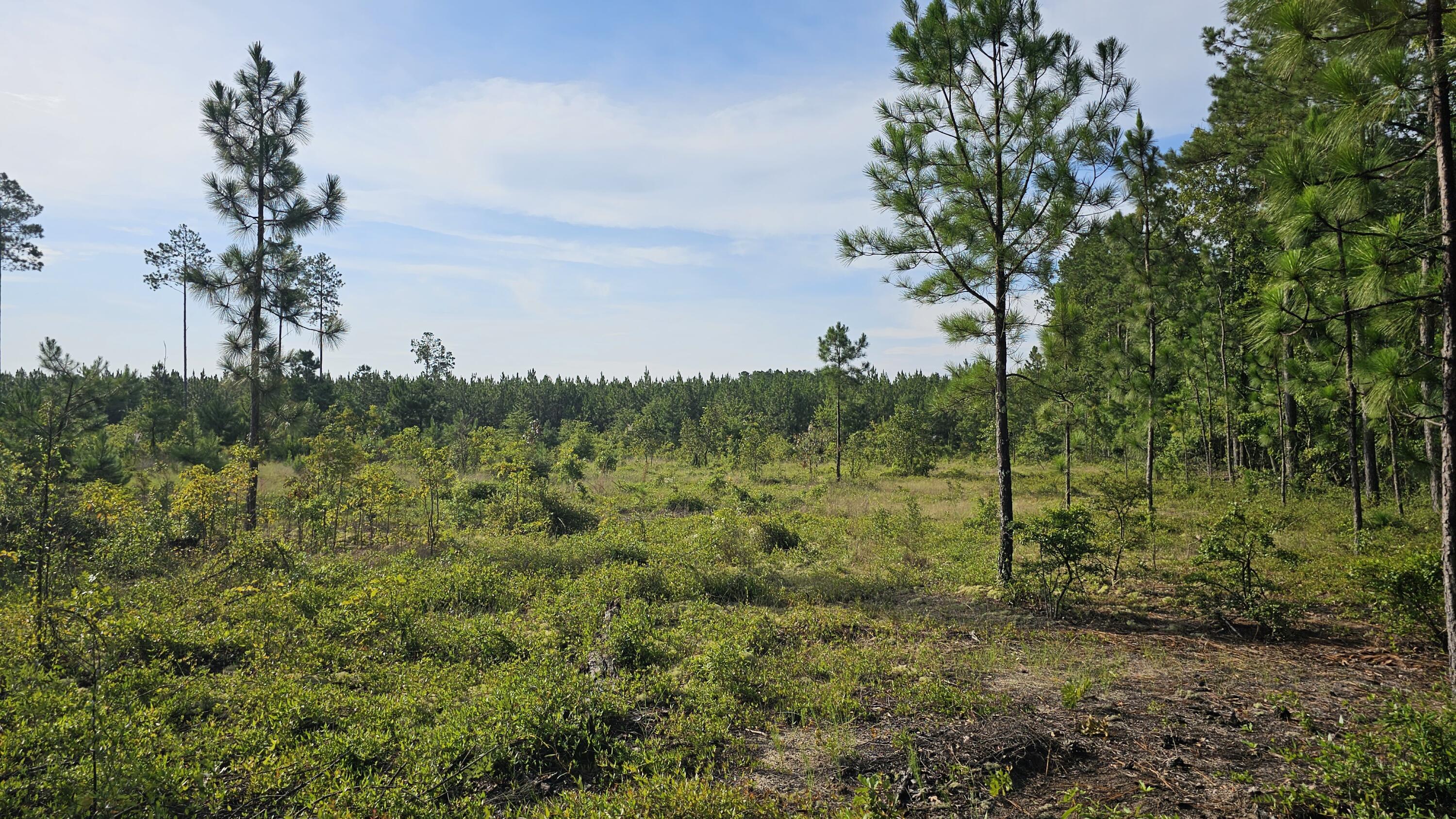 Lot 0 Wire Road Aiken, SC 29805 - Photo 16 of 25