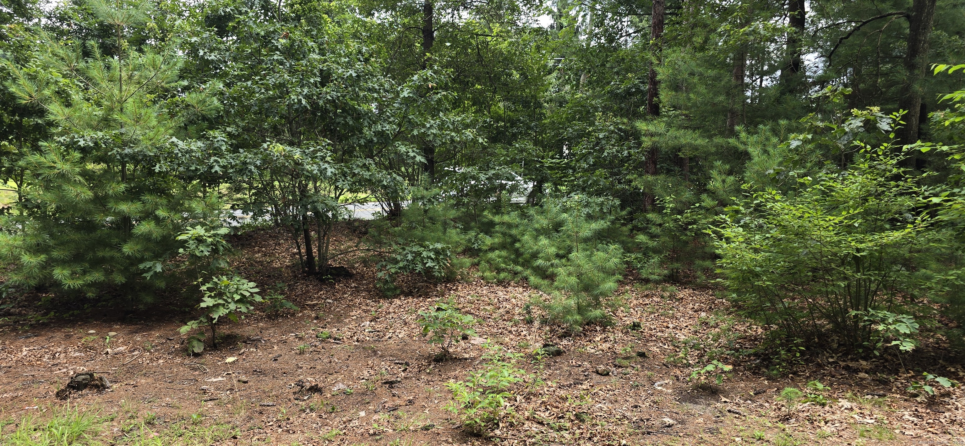 185 West Avon Road Avon, CT 06001 - Photo 6 of 7 a view of a forest with lots of trees