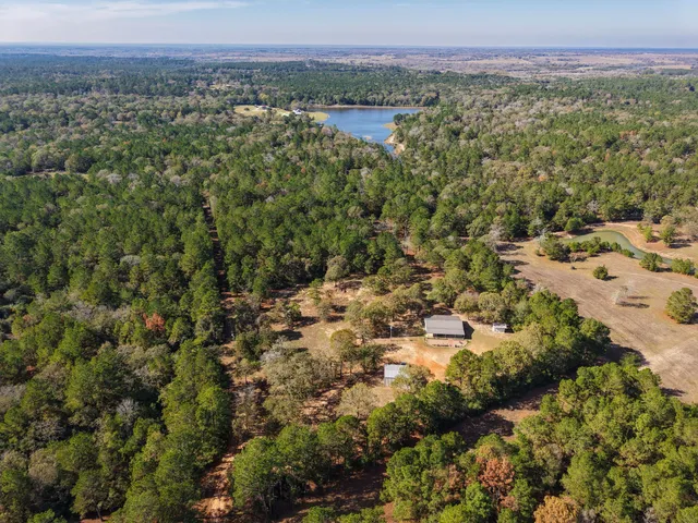 a view of a forest with a tree
