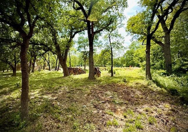 a view of a tree in the garden