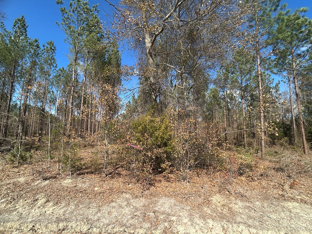 Lot 3-15 -ac Cottonwood Rd/ Phillips Road Cottonwood, AL 36320 - Photo 20 of 49