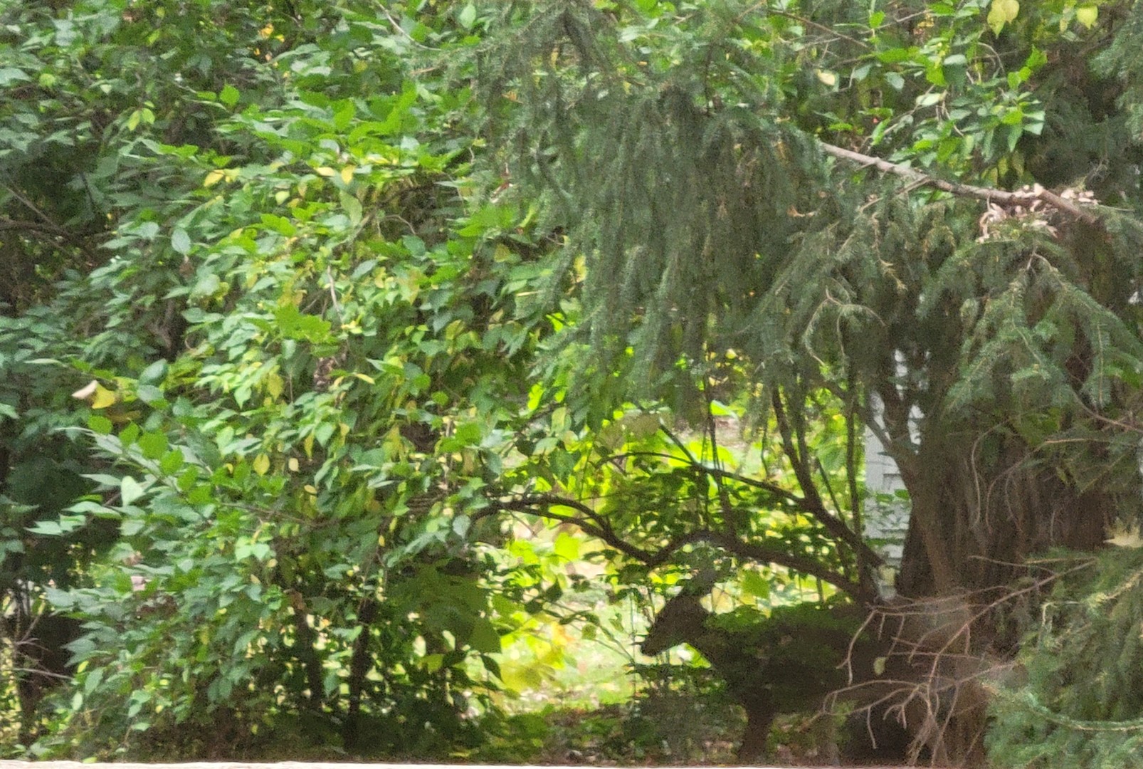 1805 Gilbert Avenue Downers Grove, IL 60515 - Photo 43 of 49