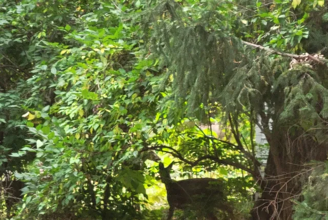 a view of an empty room with windows