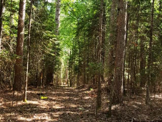 Four Fourmile Creek Road Three Lakes, WI 54562 - Photo 5 of 9 Gallery Image 5