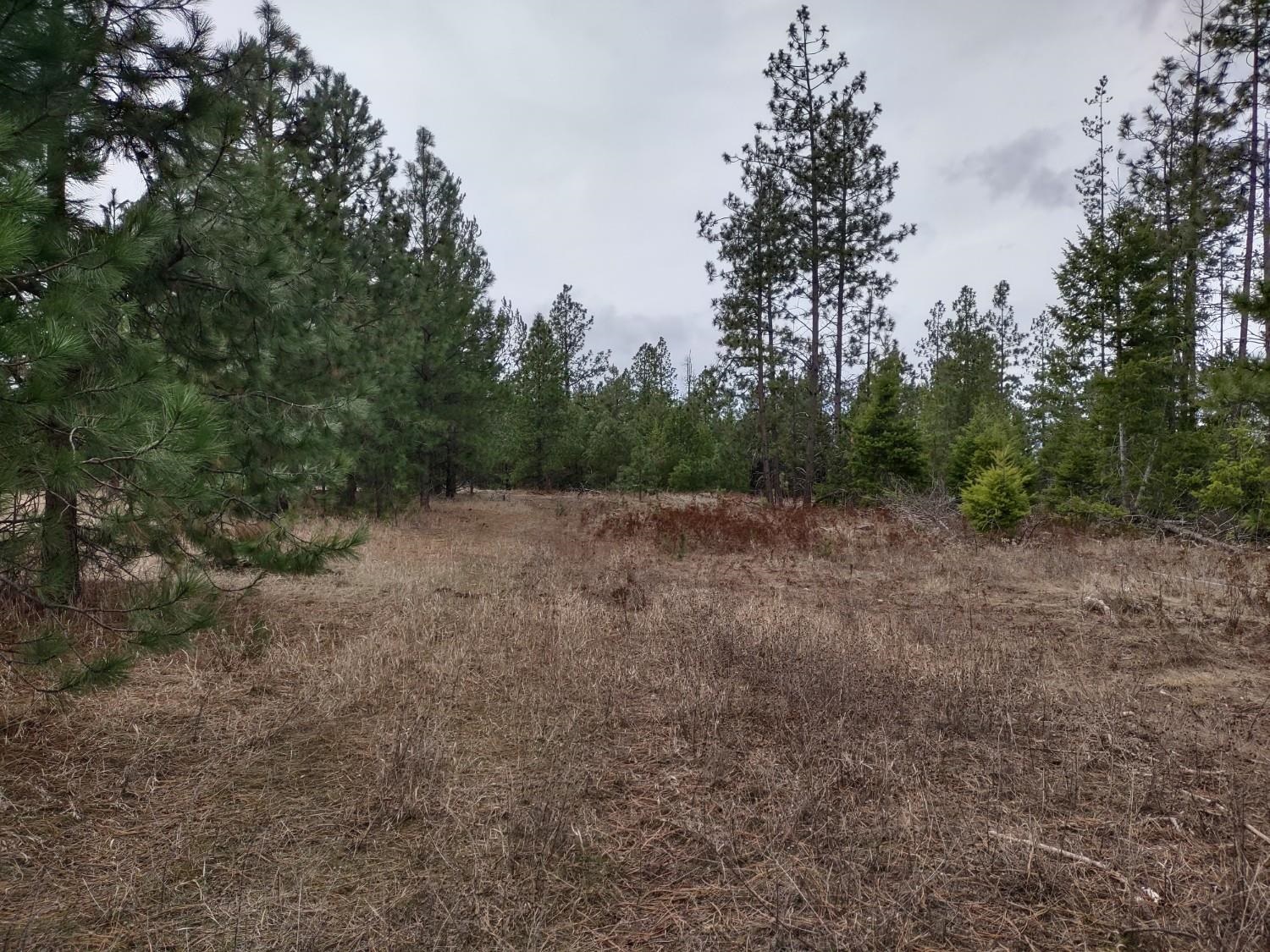 Xx Lyons Hill Road Springdale, WA 99173 - Photo 12 of 14