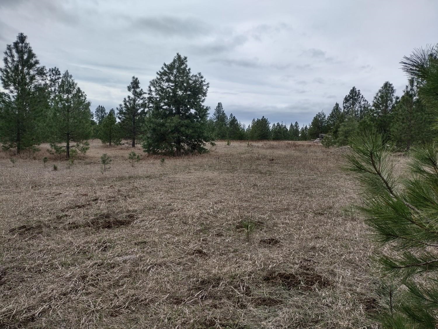 Xx Lyons Hill Road Springdale, WA 99173 - Photo 14 of 14