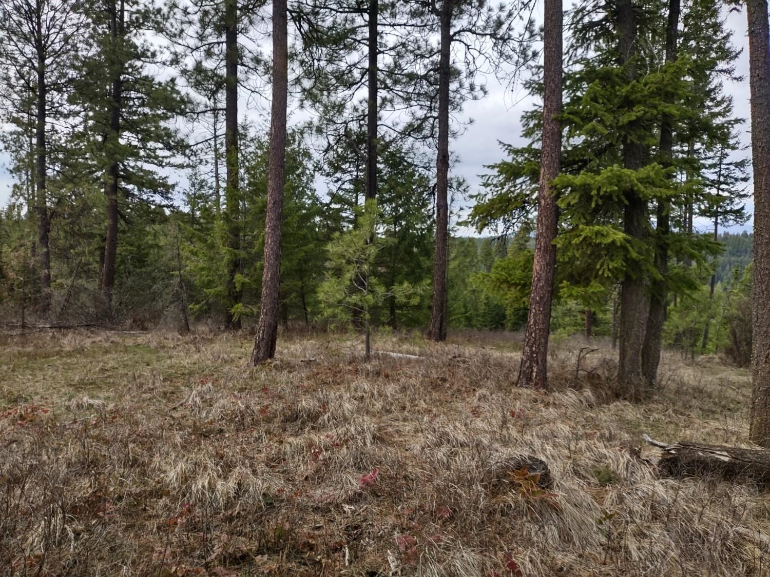 Xx Lyons Hill Road Springdale, WA 99173 - Photo 3 of 14