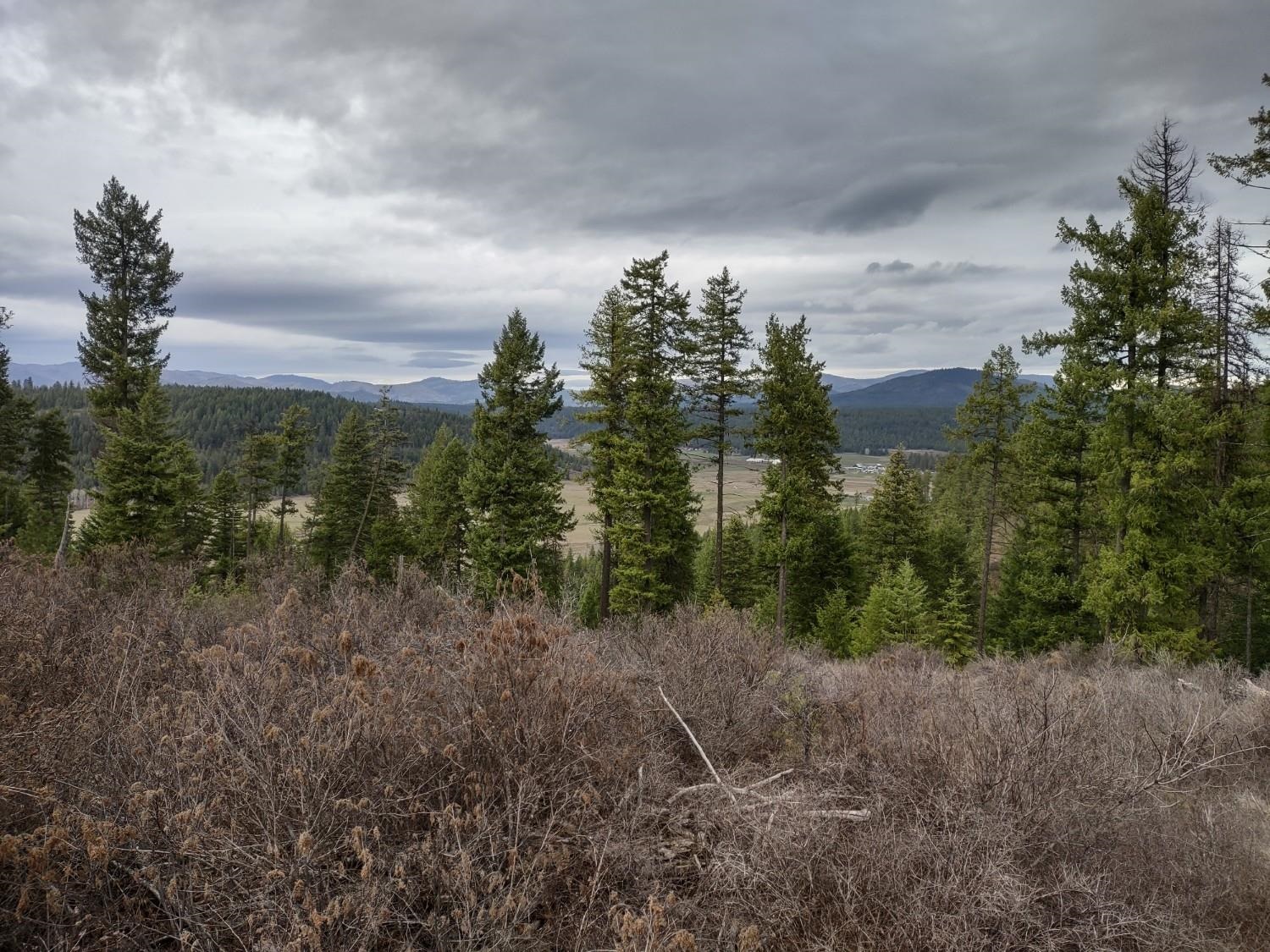 Xx Lyons Hill Road Springdale, WA 99173 - Photo 4 of 14