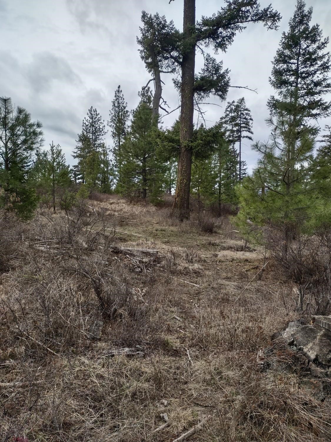 Xx Lyons Hill Road Springdale, WA 99173 - Photo 5 of 14