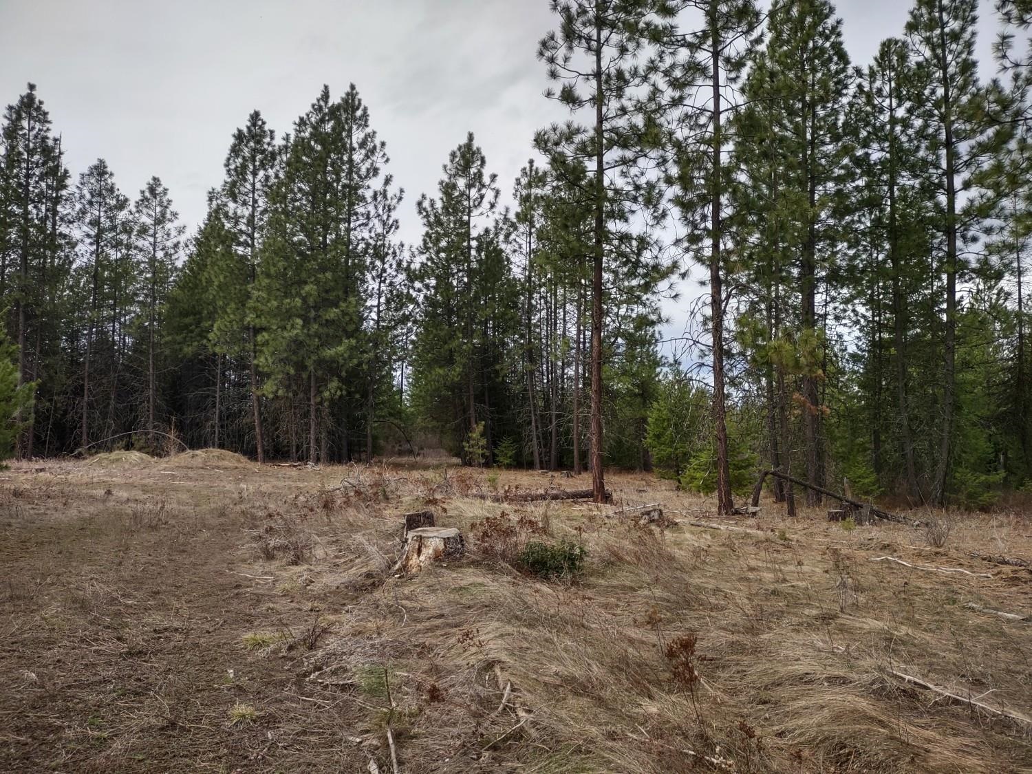 Xx Lyons Hill Road Springdale, WA 99173 - Photo 7 of 14