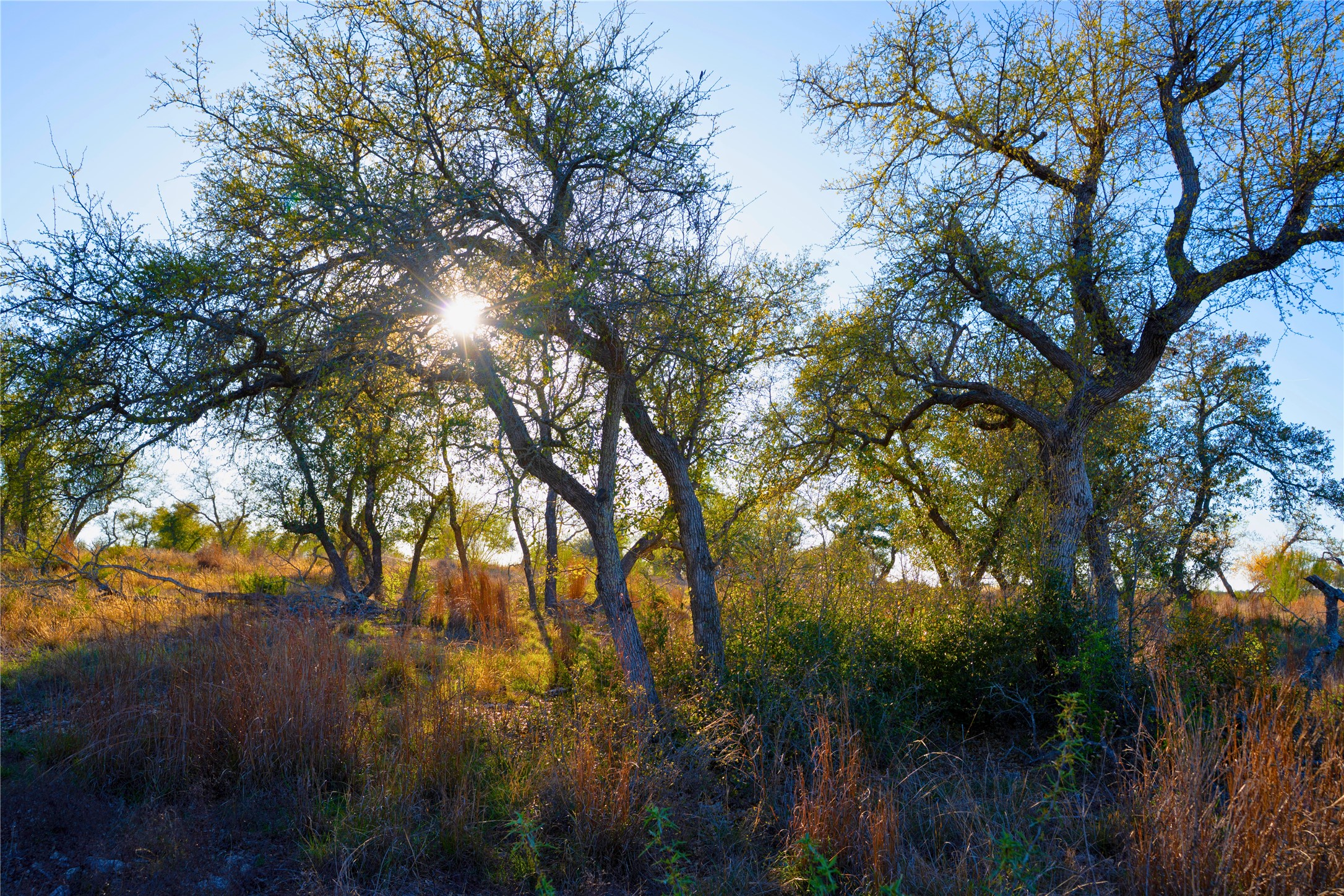 Lot 180 Lookout Mountain Road Johnson City, TX 78636 - Photo 14 of 29 a view of tree